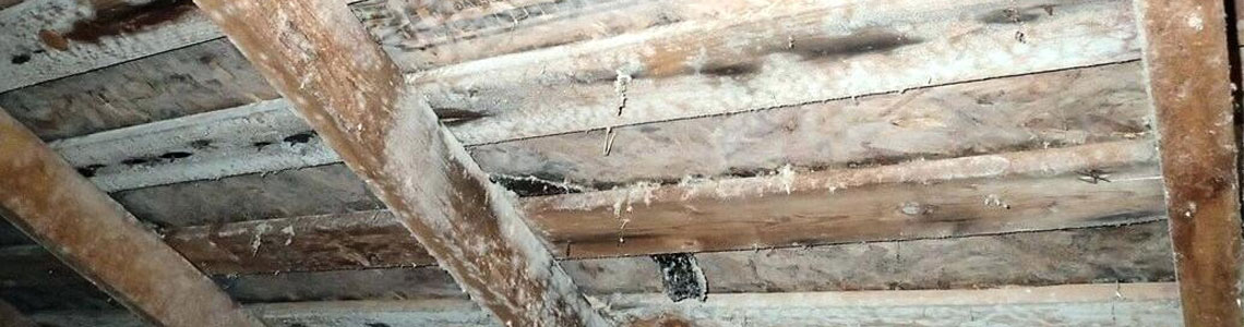 Attic Mold Removal