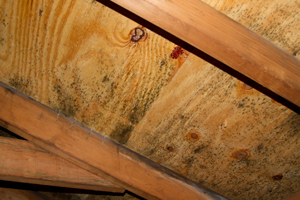 Attic Mold Removal