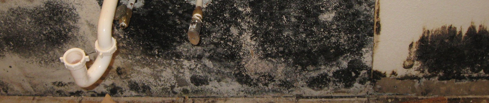 Black Mold Removal-Northeast Power Dry Black Mold Removal