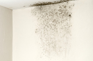 Black Mold Removal-Northeast Power Dry Black Mold Removal