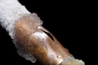 Frozen pipe