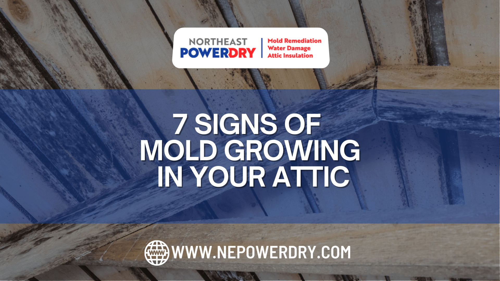7 Signs of Mold Growing in your Attic