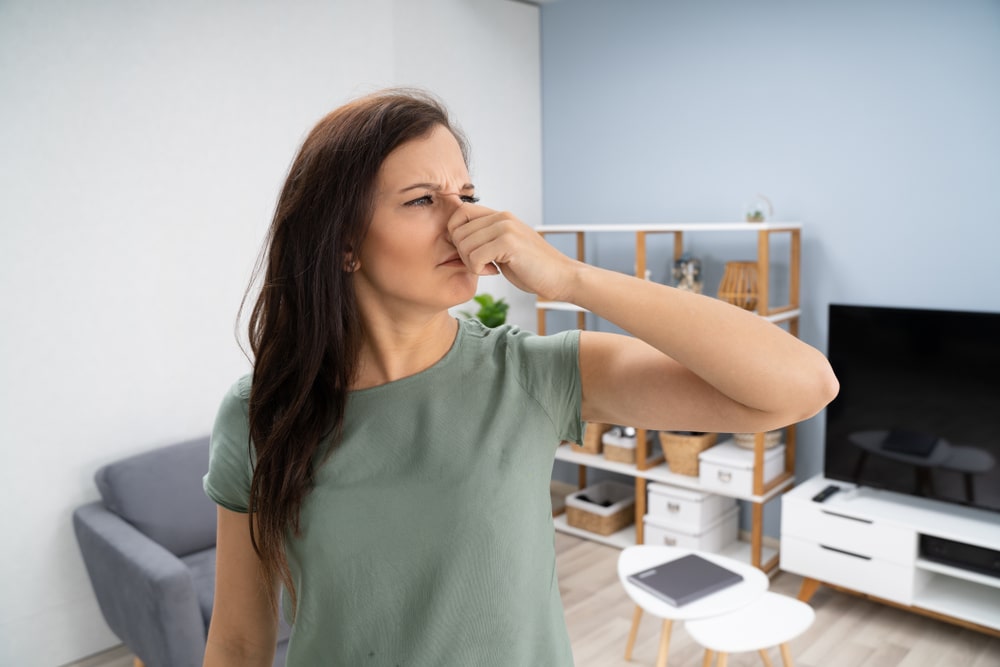 7 Signs of Mold Growing in your Attic