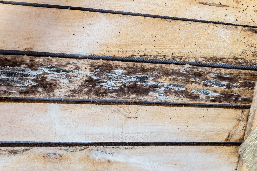 7 Signs of Mold Growing in your Attic