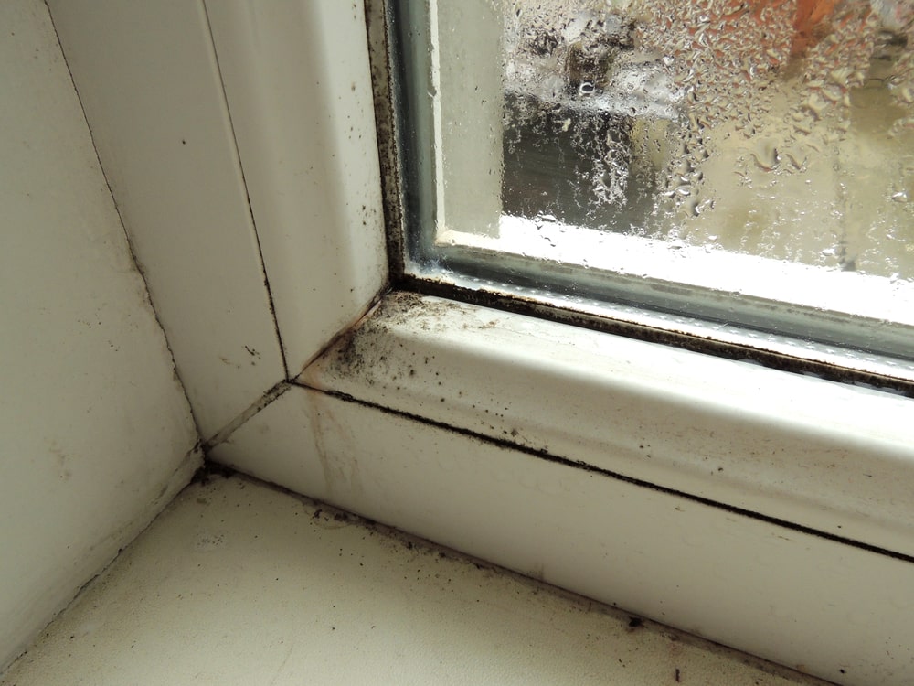 Uncovering Mold: 7 Ways to Find Hidden Mold in Your House